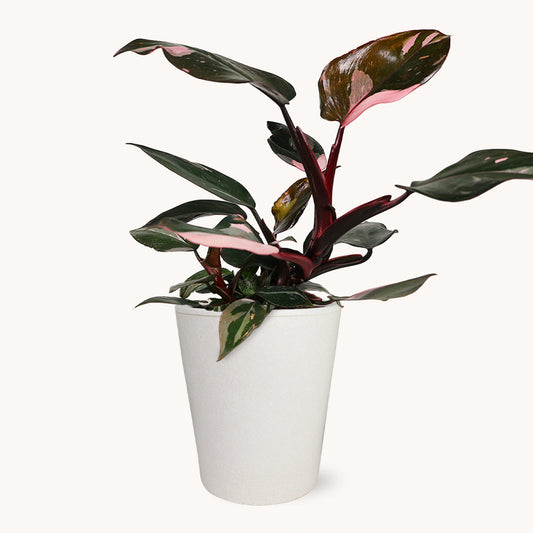 Pink Princess Philodendron