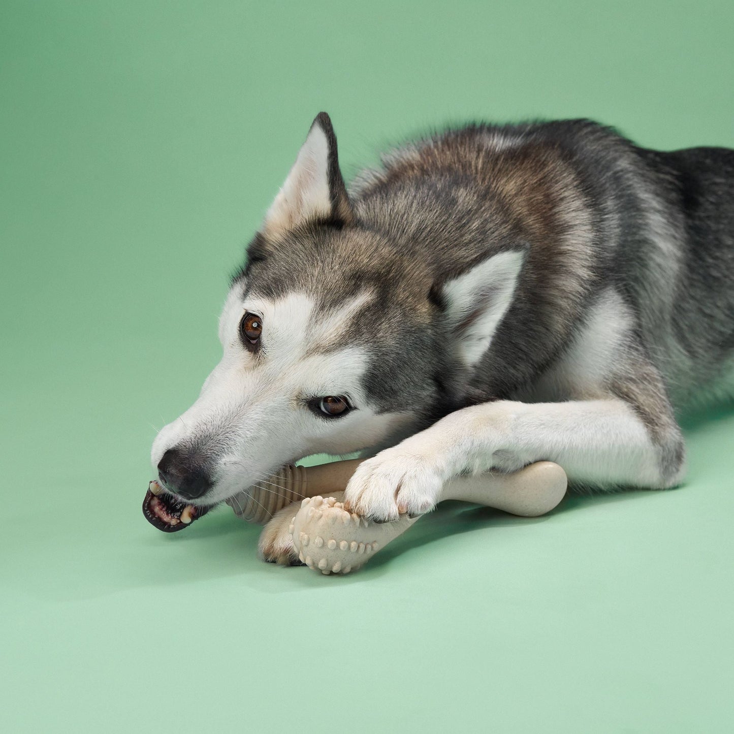 BetterBone | Medium Chew