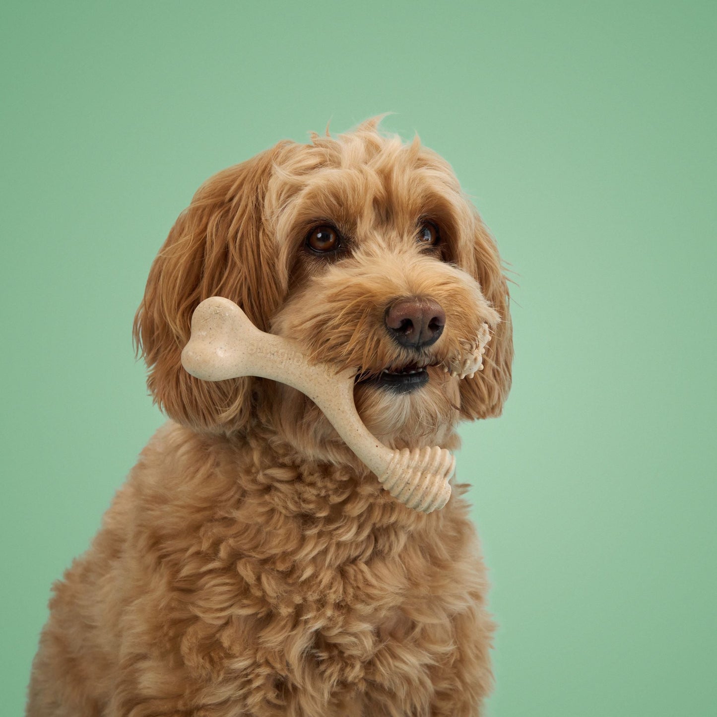 BetterBone | Medium Chew
