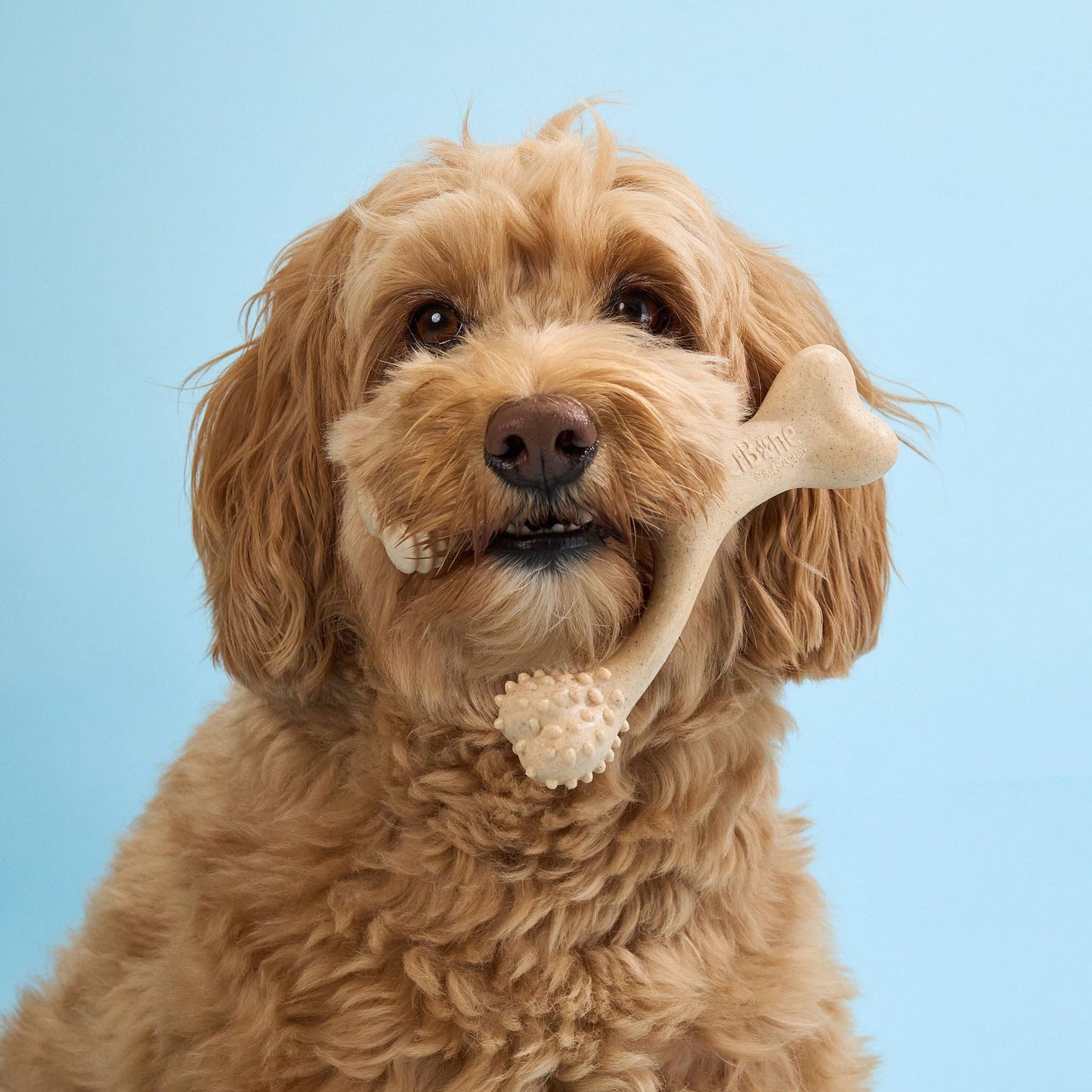 BetterBone | Soft Chew
