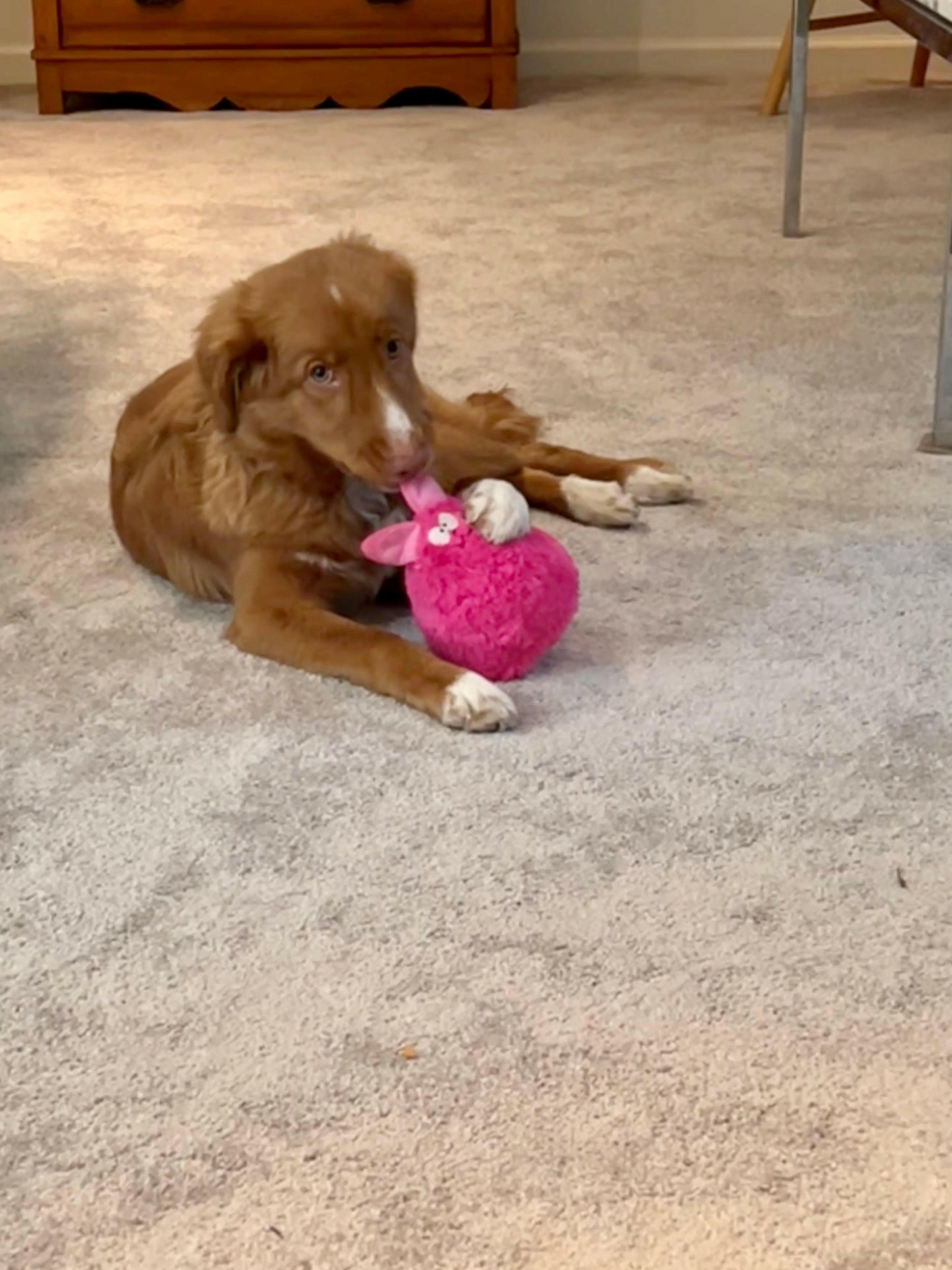 Gumdropimalz: Fun Dog Toy Grunters