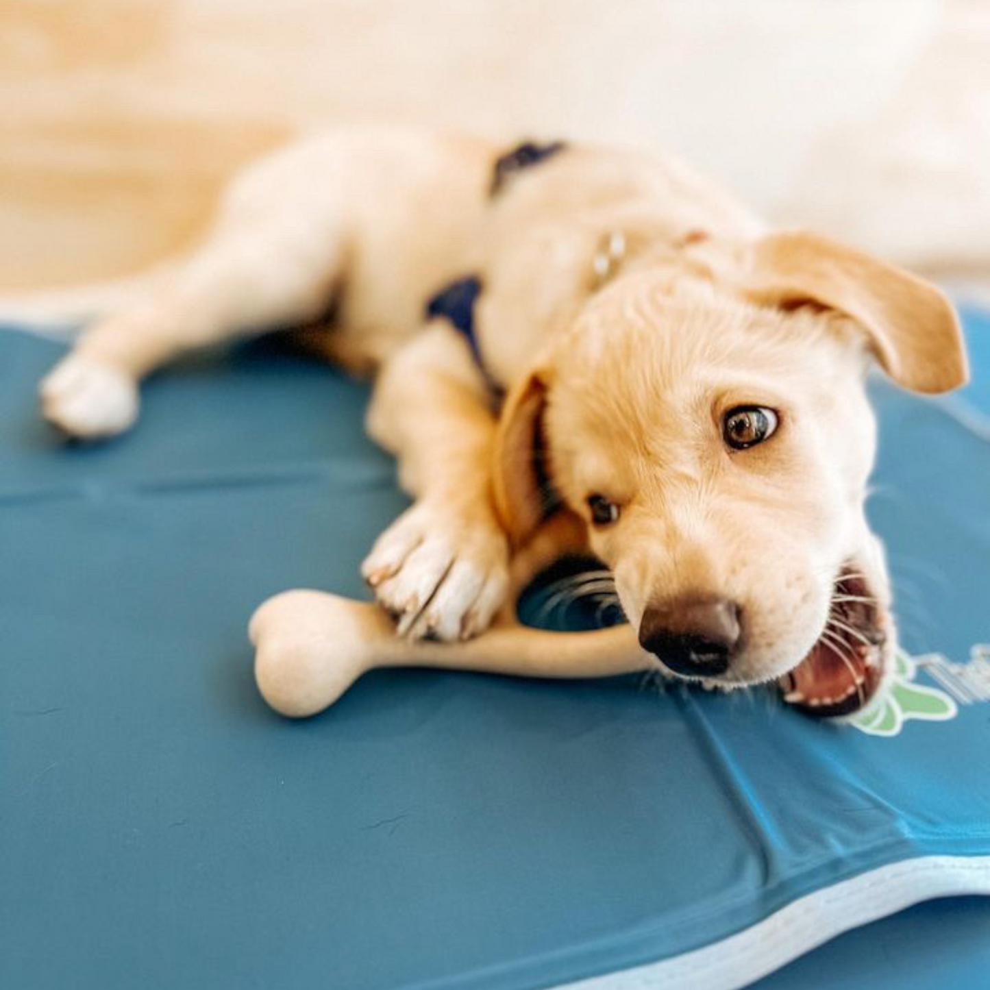 BetterBone | Soft Chew