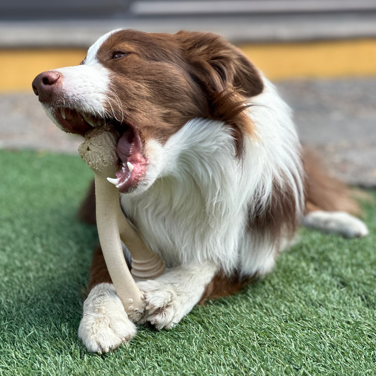 BetterBone | Soft Chew
